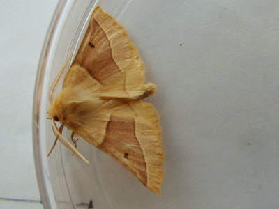Scalloped Oak